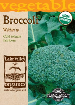 Broccoli Waltham 29