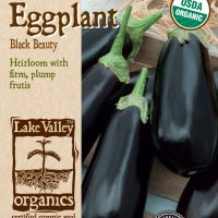 Eggplant Black Beauty