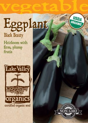 Eggplant Black Beauty