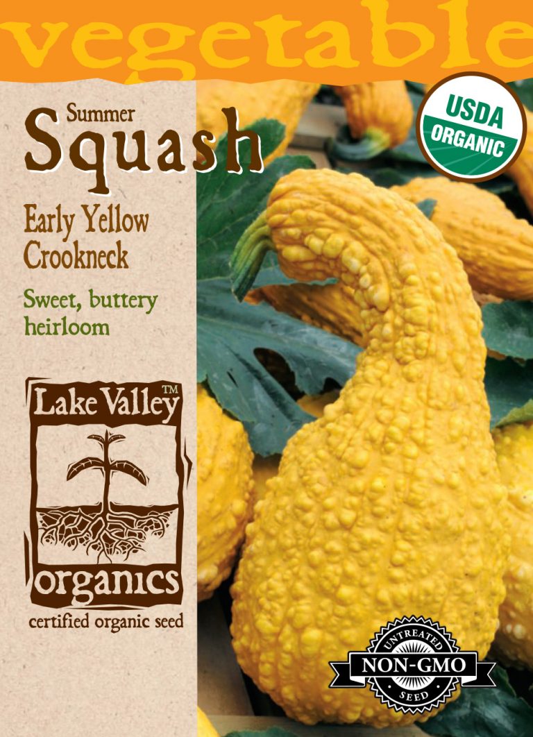 Squash (Summer) Early Yellow Crookneck Item 4064 Lake Valley Seed