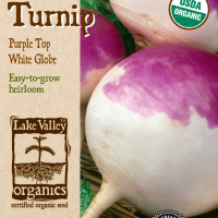 Turnip Purple Top White Globe - Item #4068