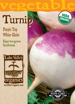 Turnip Purple Top White Globe - Item #4068