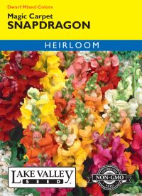 Snapdragon Magic Carpet Dwarf