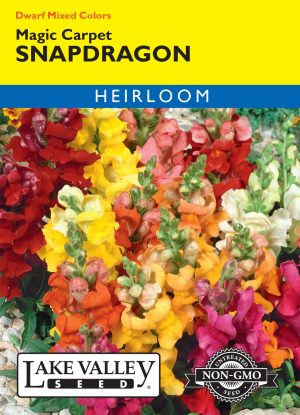 Snapdragon Magic Carpet Dwarf