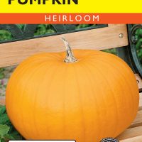Pumpkin Connecticut Field
