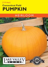 Pumpkin Connecticut Field
