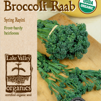 Broccoli Raab Spring Rapini