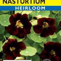 Nasturtium Tom Thumb Black Velvet