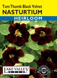 Nasturtium Tom Thumb Black Velvet