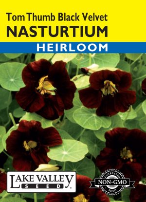 Nasturtium Tom Thumb Black Velvet