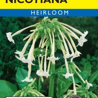 Nicotiana Only The Lonely