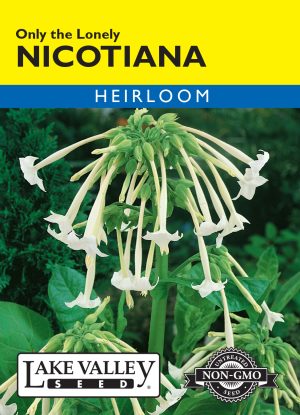 Nicotiana Only The Lonely