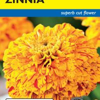 Zinnia Pop Art