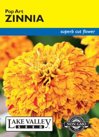 Zinnia Pop Art