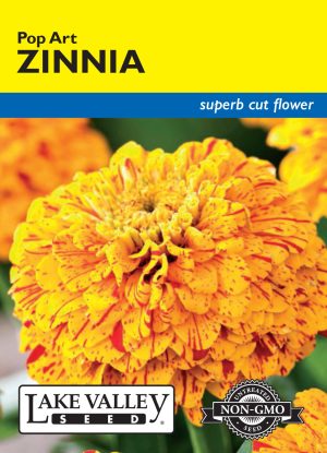 Zinnia Pop Art