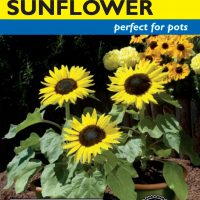 Sunflower Suntastic Hybrid