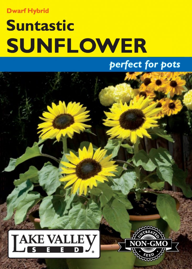 Sunflower Suntastic Hybrid Item 4152 Lake Valley Seed