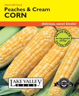 Corn Sweet Peaches Cream