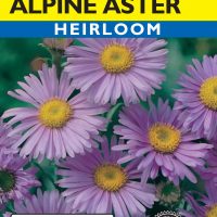 Aster Alpine Blue