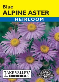 Aster Alpine Blue