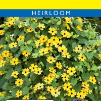 Black Eyed Susan Thunbergia Vine