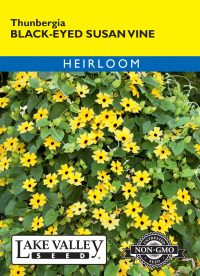 Black Eyed Susan Thunbergia Vine