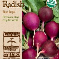 Radish Plum Purple