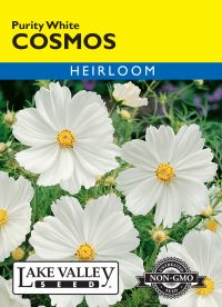 Cosmos Purity White
