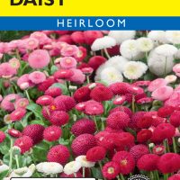 Daisy English Bellis
