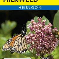 Milkweed Common - Item #4361