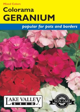 Geranium Colorama Mixed Colors