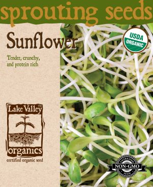 Sunflower - Item #4377