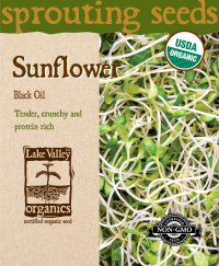 Sunflower - Item #4377