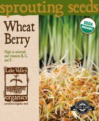 Wheat Berries - Item #4379