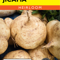 Jicama Thai - Item #4398