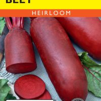 Beet Cylindra - Item #44