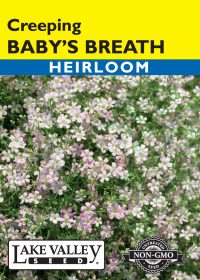 Baby's Breath Creeping