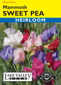 Sweet Pea Mammoth