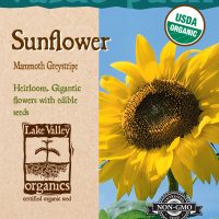 Sunflower Mammoth Greystripe