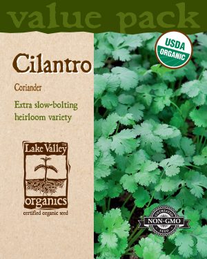 Cilantro (Coriander) - Item #4443