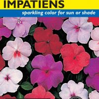 Impatiens Baby Mixed Colors