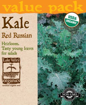 Kale Red Russian