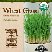 Wheat Grass Winter Wheat