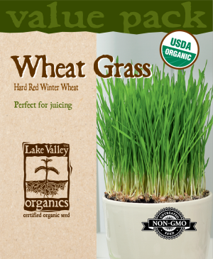 Wheat Grass Winter Wheat