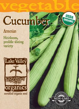 Cucumber Armenian - Item #4478