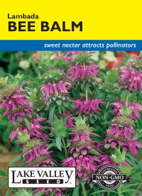 Bee Balm Lambada
