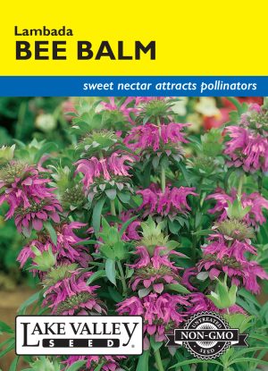 Bee Balm Lambada