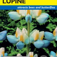 Lupine Sunrise - Item #4492