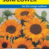 Sunflower Soraya Hybrid