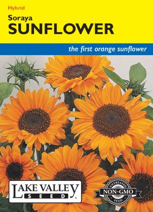 Sunflower Soraya Hybrid